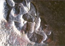 Click to view larger image