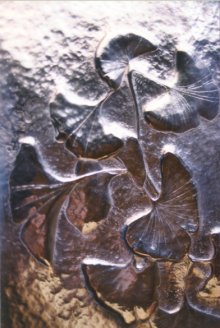 Click to view larger image