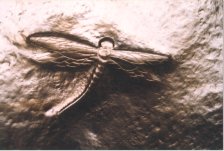 Click to view larger image