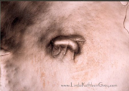 iris_atwork_13_bee_01_450x317.jpg (28K)